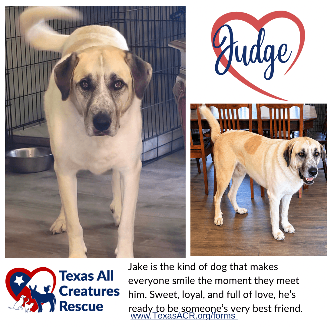 Judge - Anatolian Shepherd