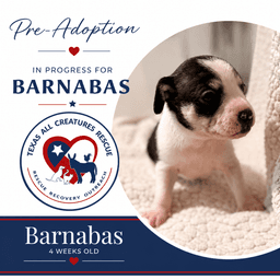 Barnabas image 1