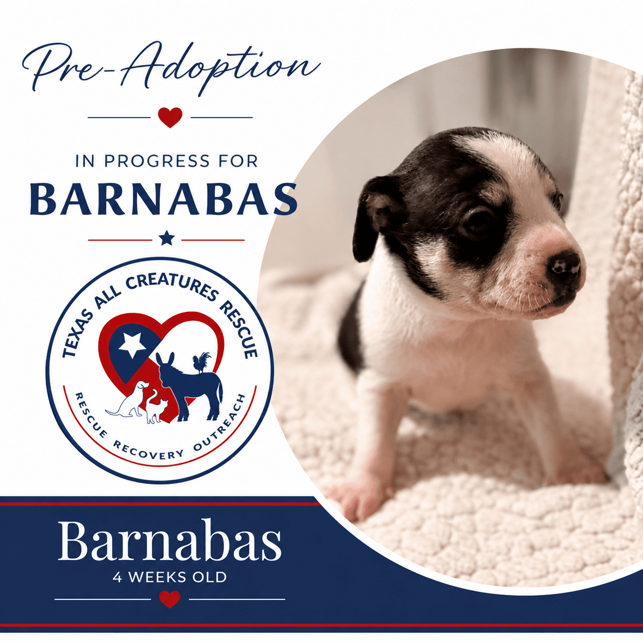 Barnabas - Chihuahua
