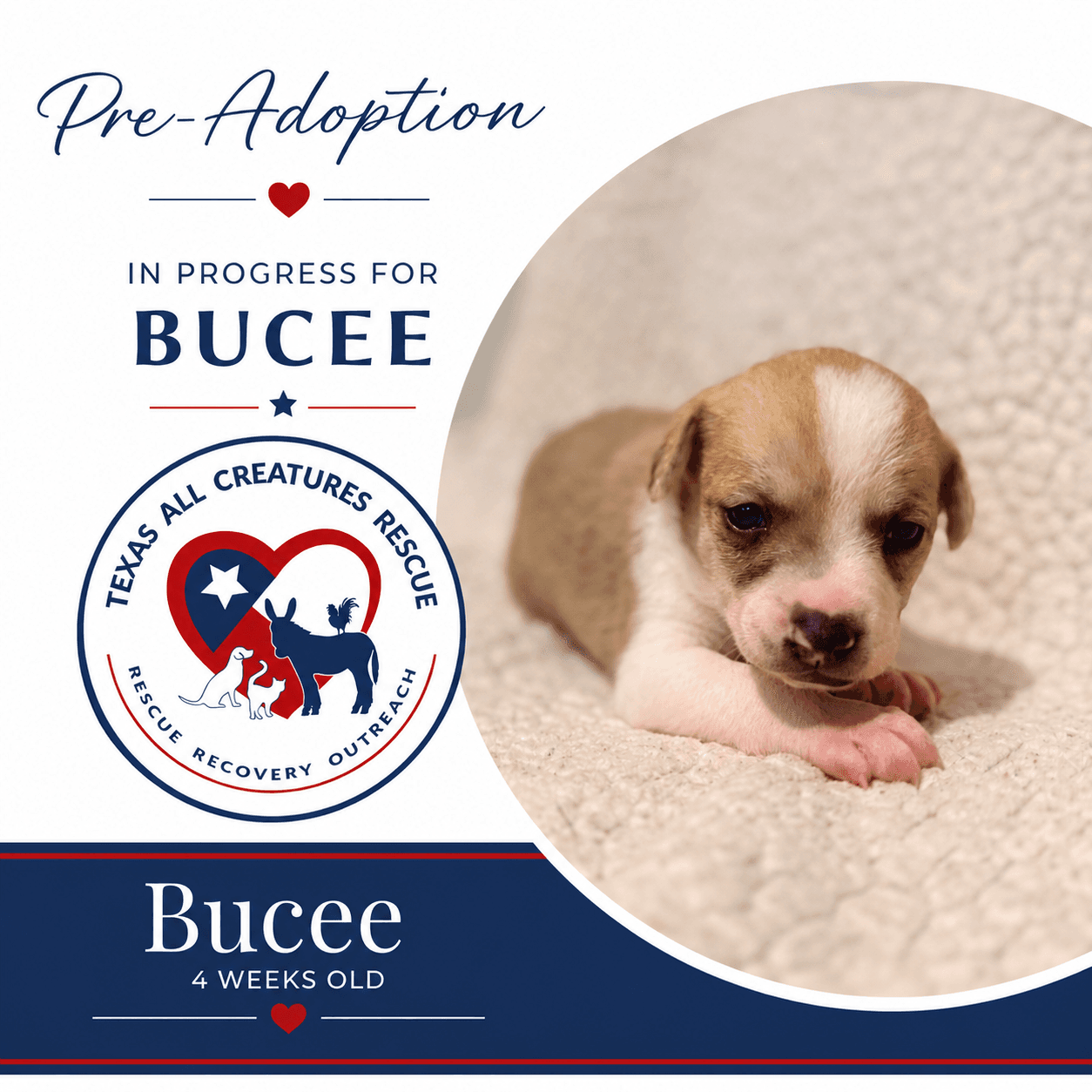 Bucee - Chihuahua