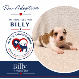 Billy image 1