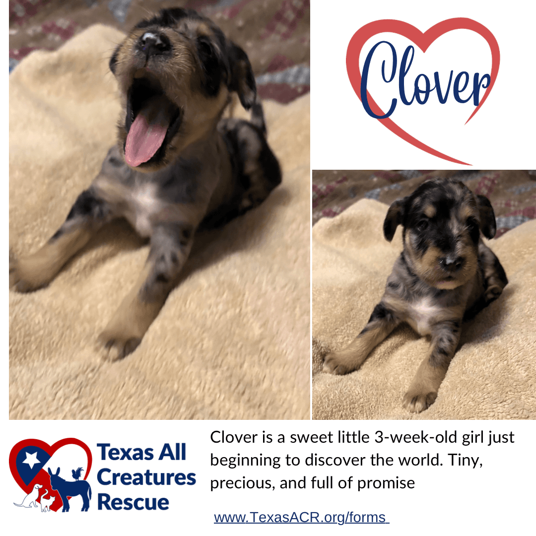 Clover - Terrier