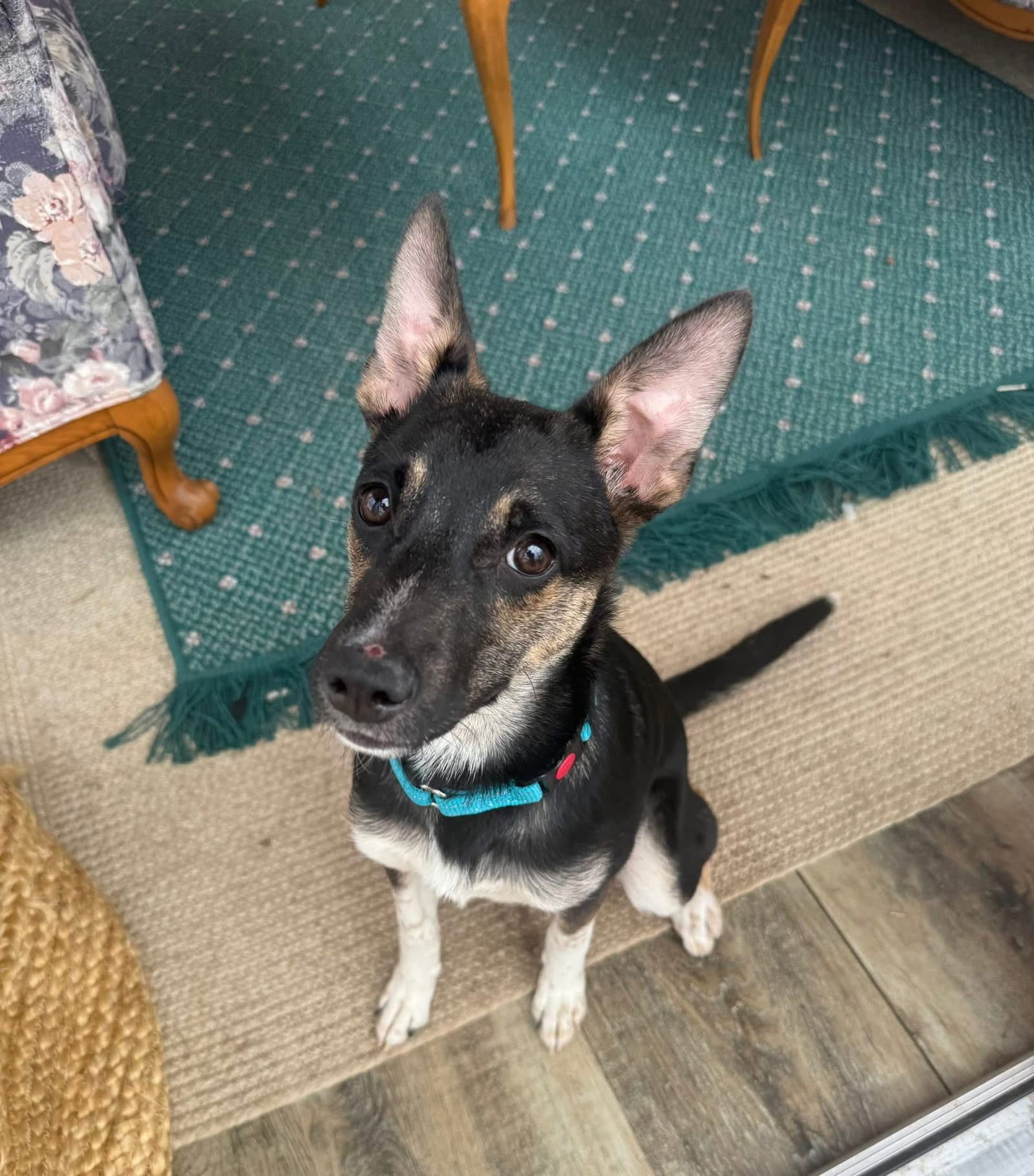 Missy - Chihuahua