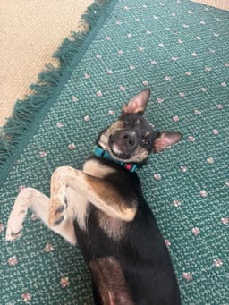 Missy image 2