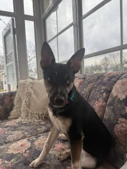 Missy image 3
