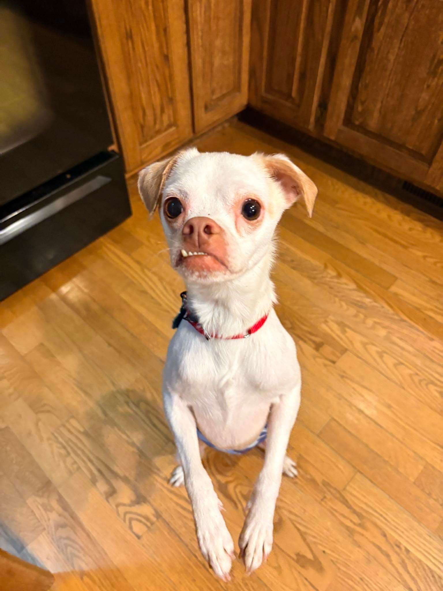 Enzo - Chihuahua