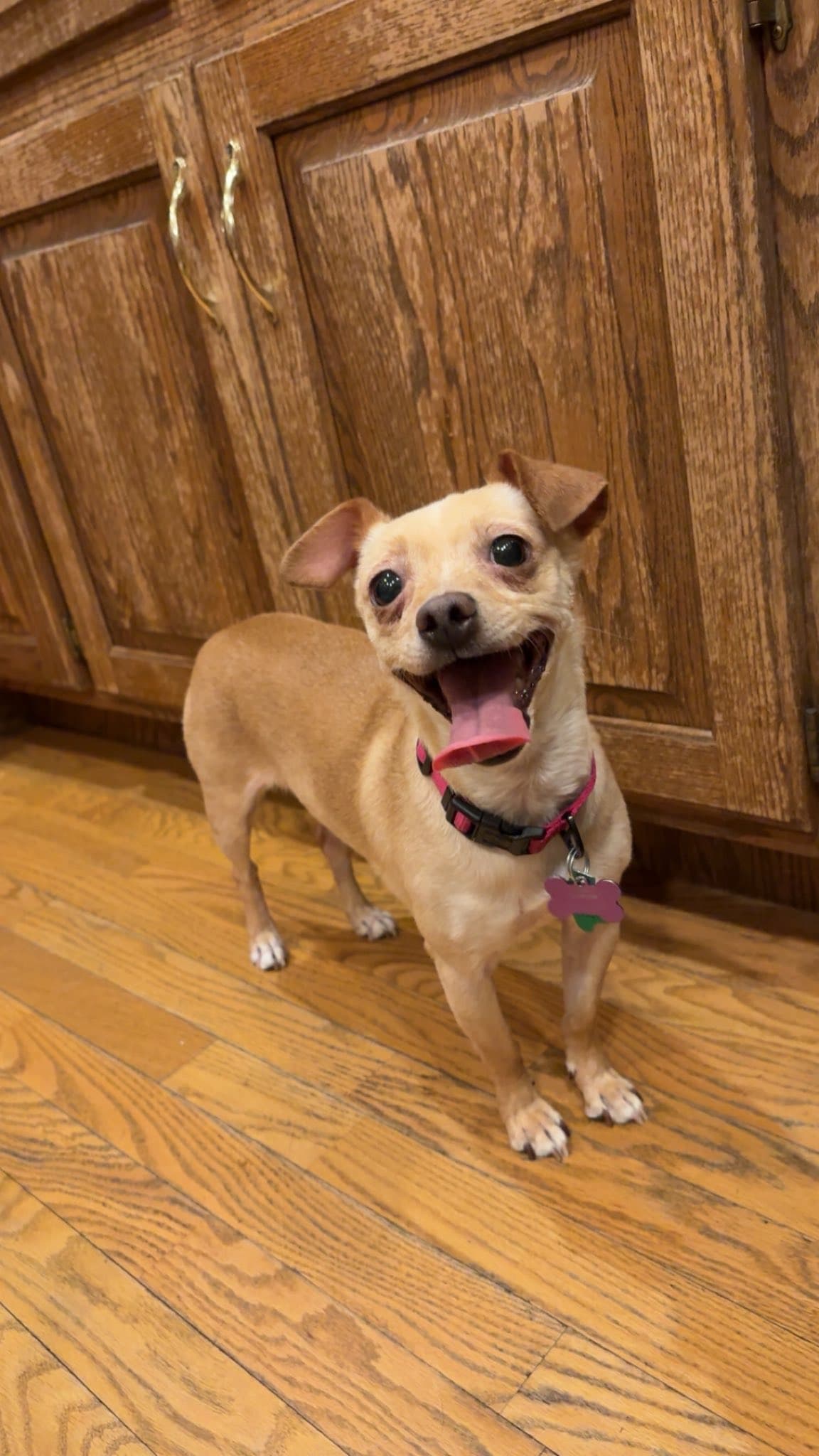 Sadie - Chihuahua
