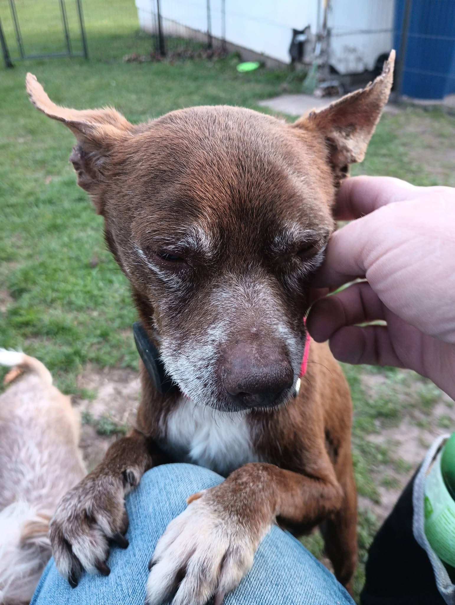 Butch - Chihuahua