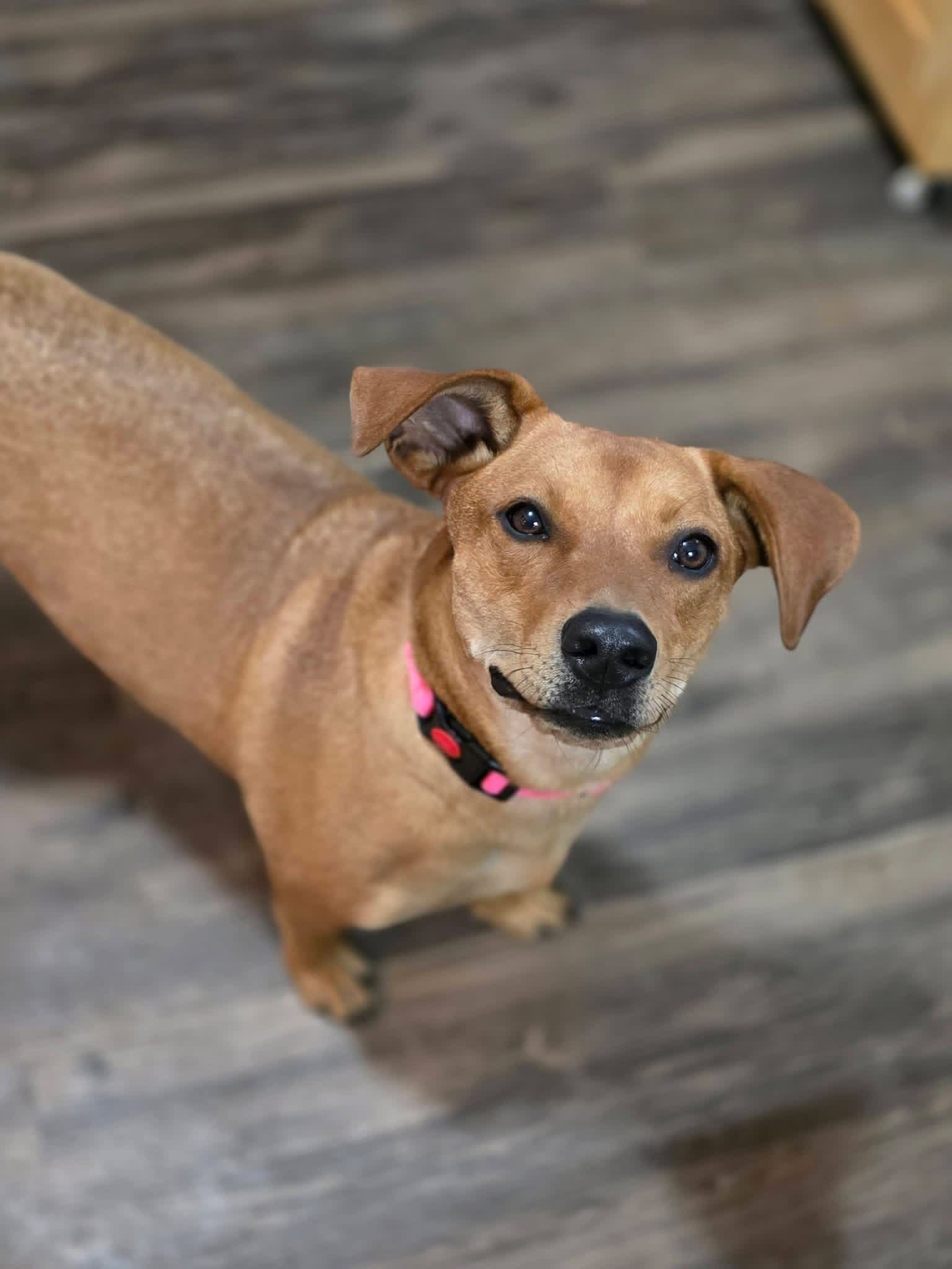 Sophie - Dachshund