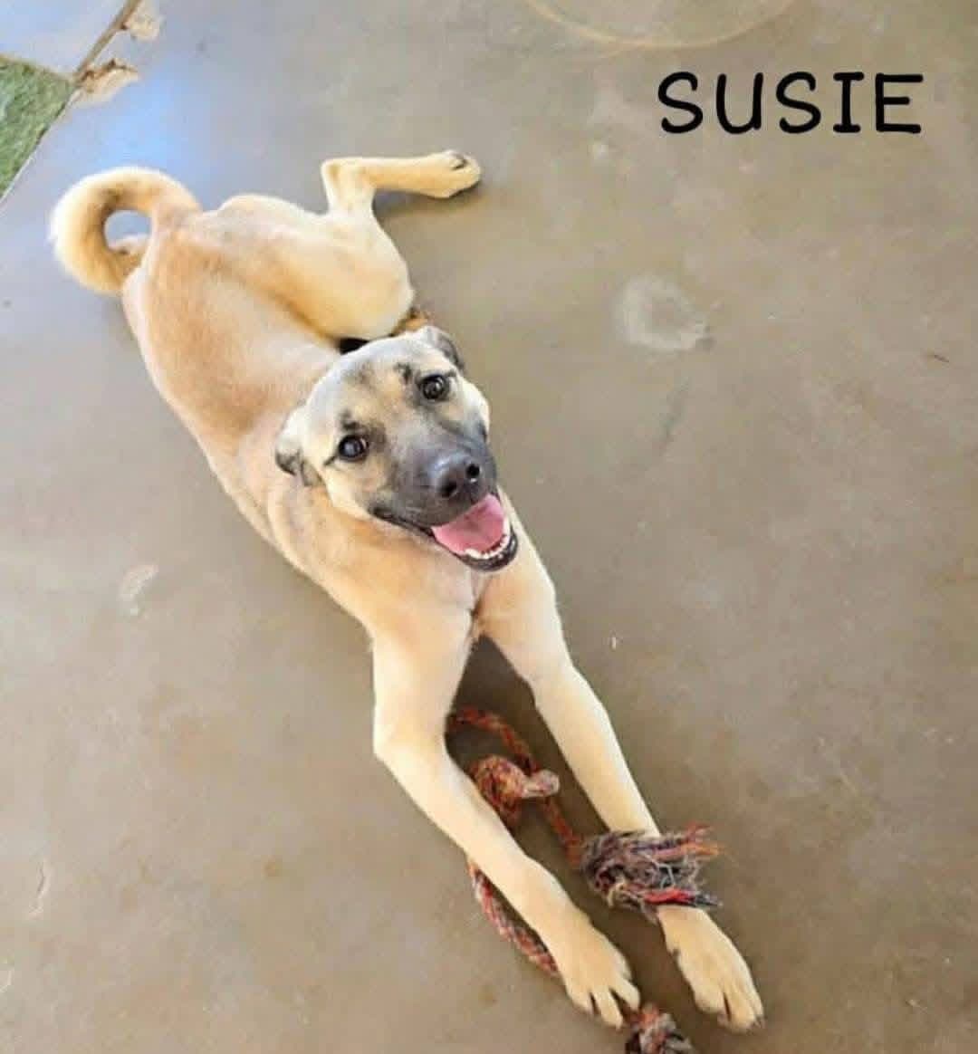 Susie - Black Mouth Cur