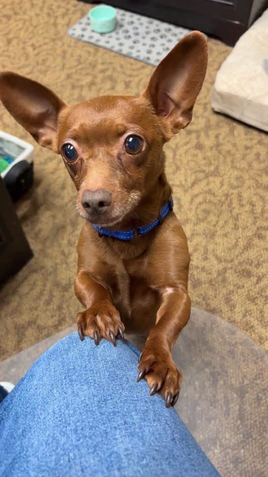 Eugene - Chihuahua