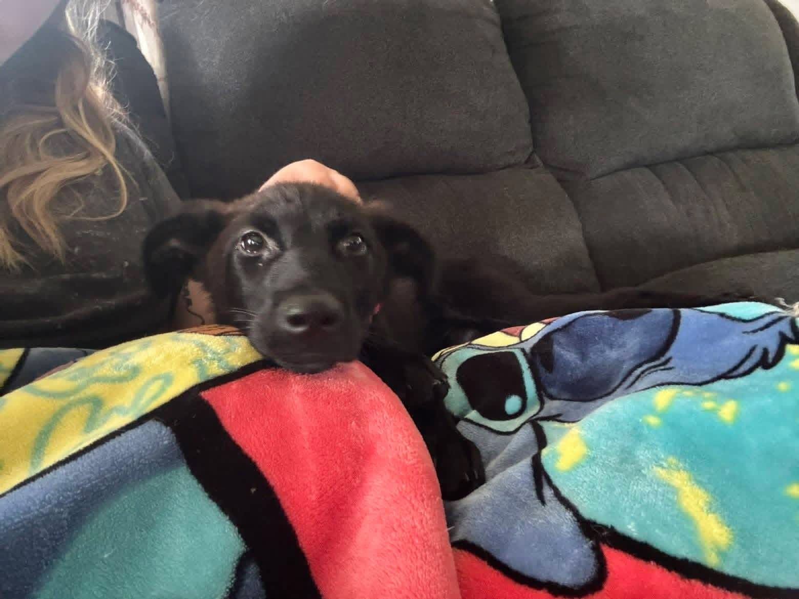 Bridgette - Labrador Retriever