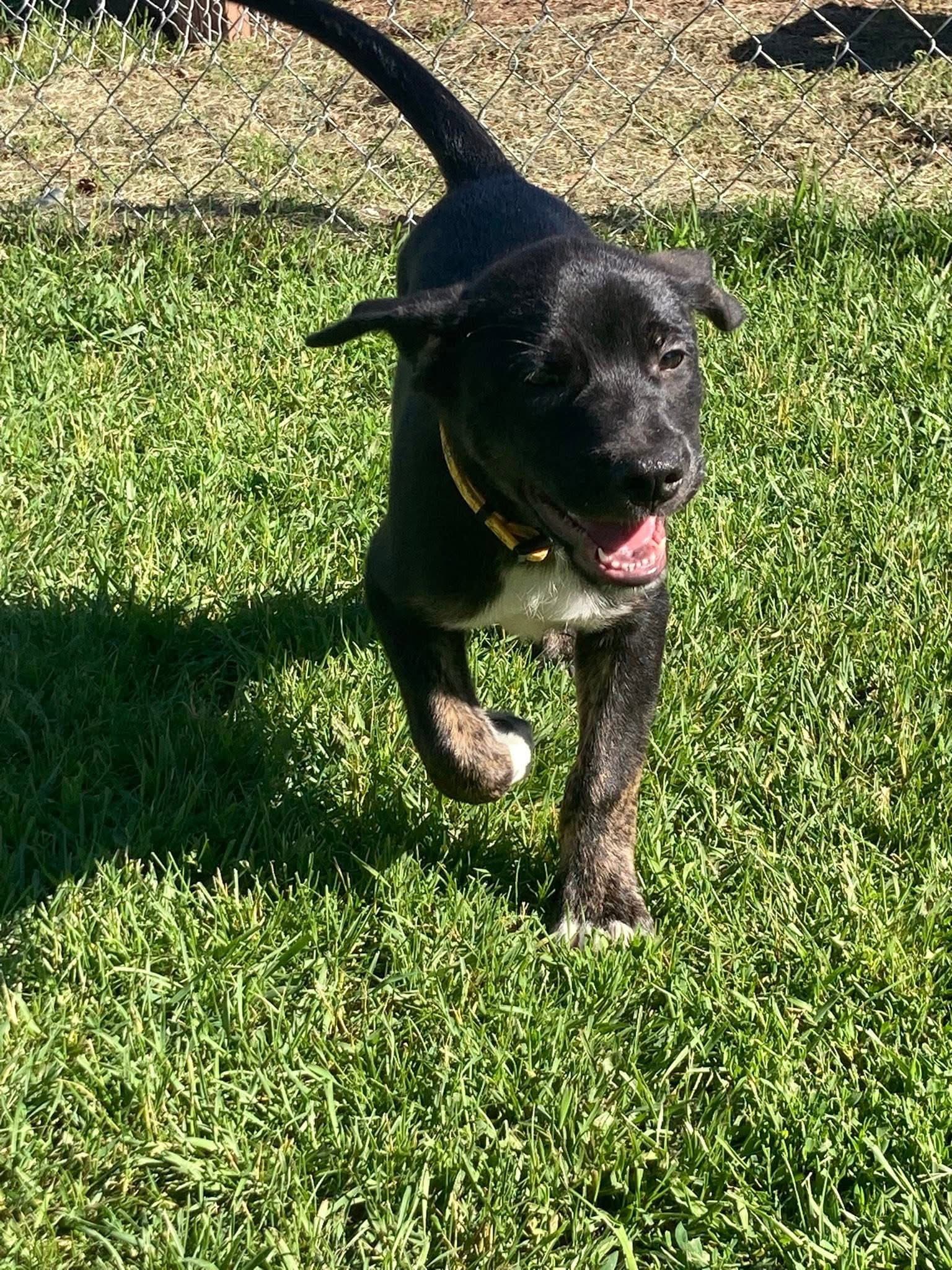 Funyun - German Shepherd Dog