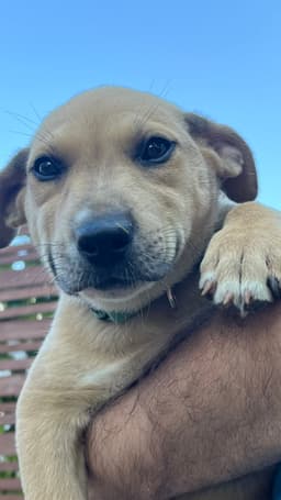 Sadie image 1