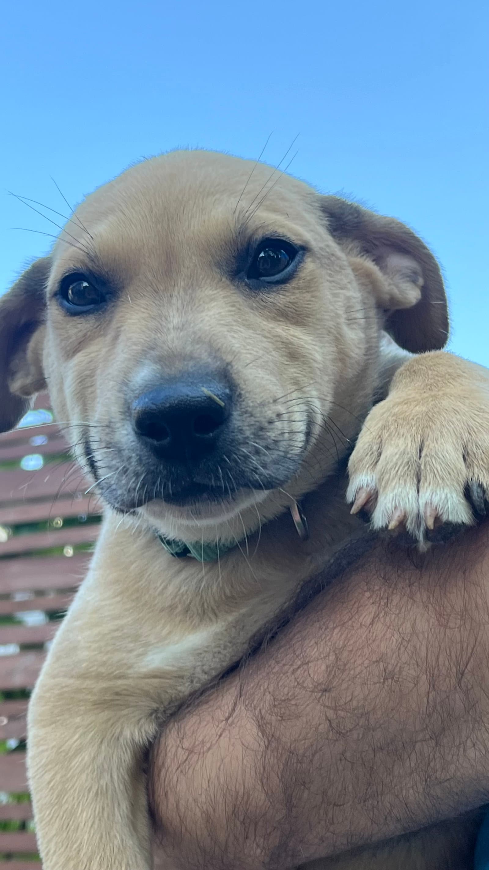 Sadie - Shar Pei
