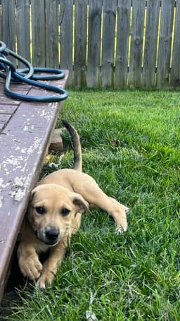 Sadie image 3