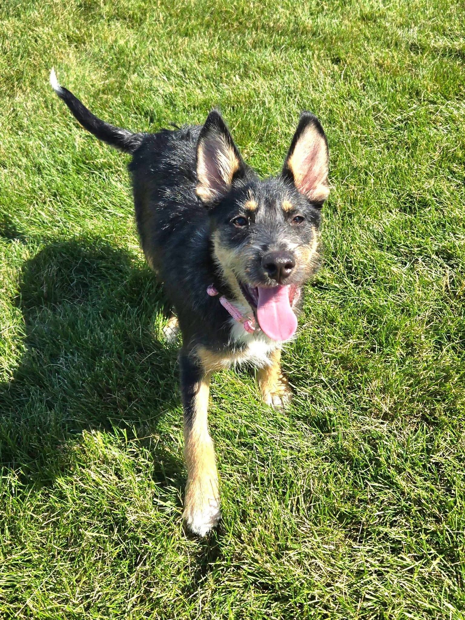 Ari - Terrier