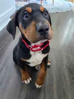 Sam image 2