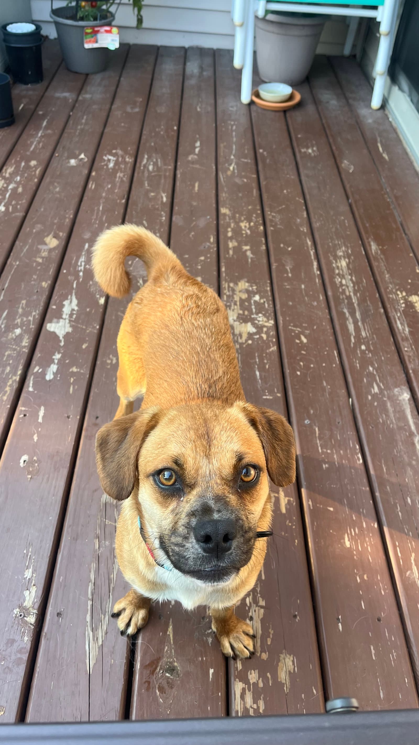 Penny - Pug