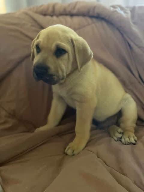 Buckshot - Shar Pei