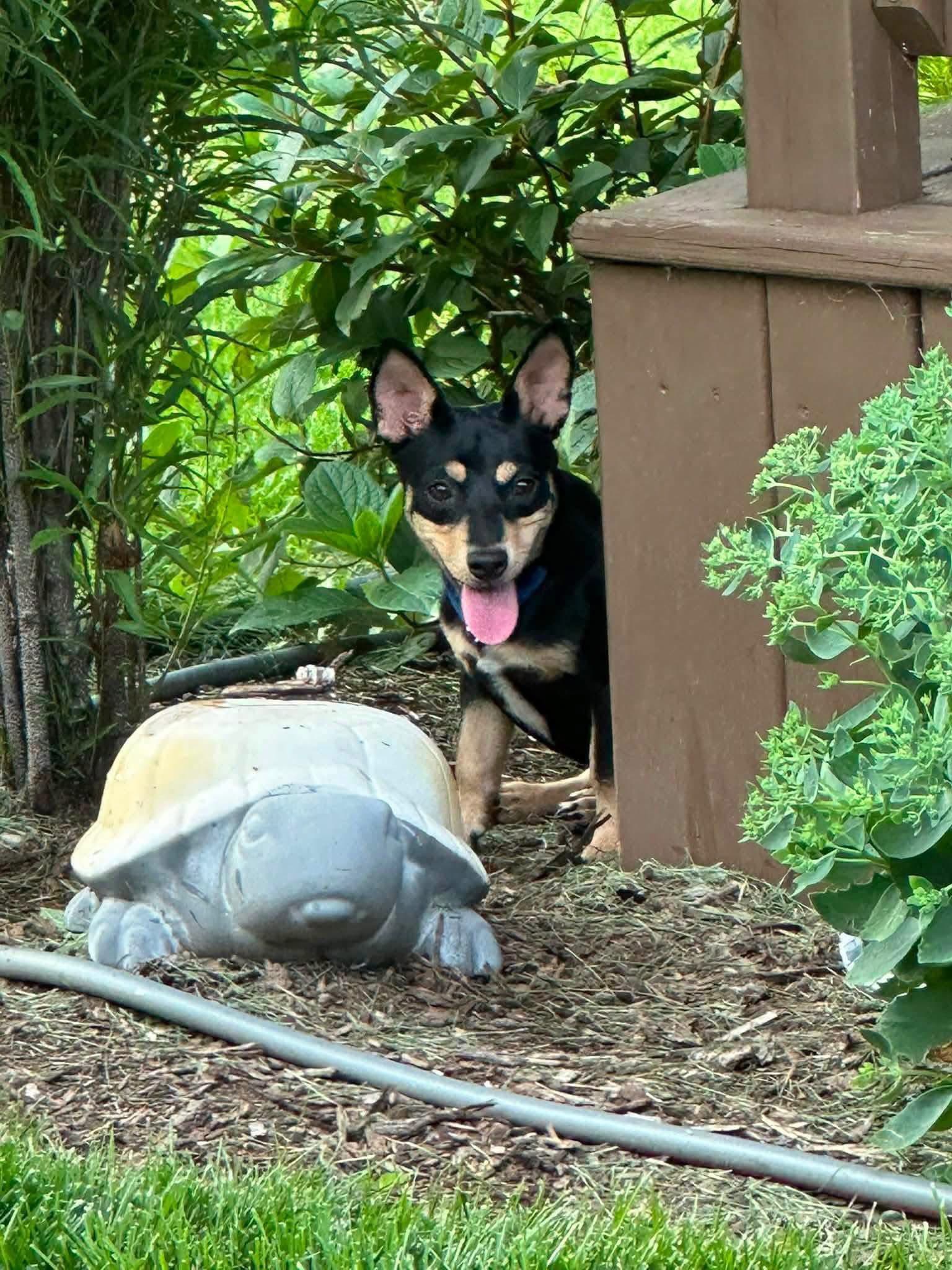 Luke - Chihuahua