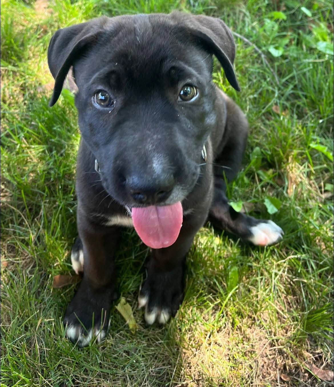 Coal - Shar Pei