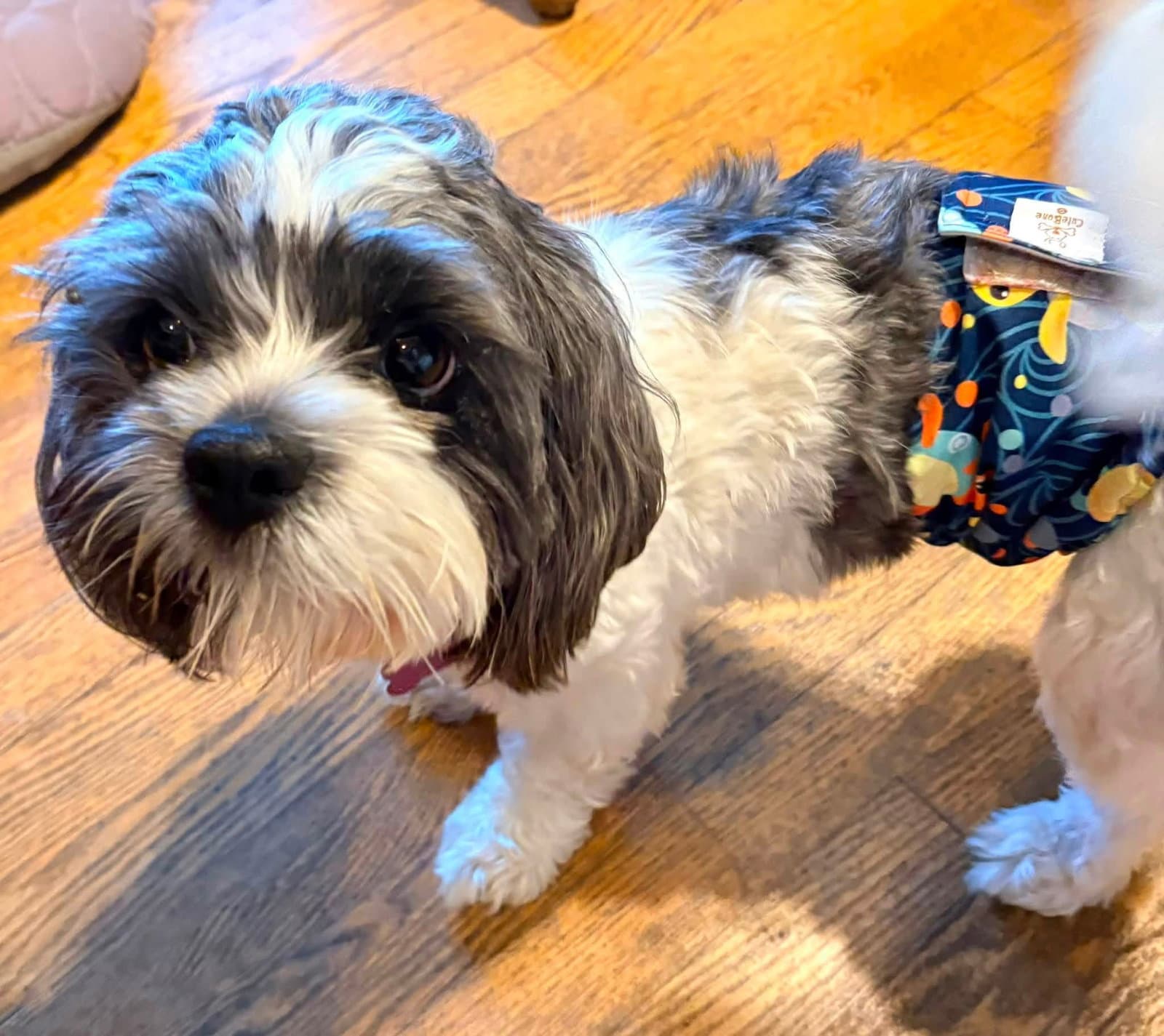 Walden - Shih Tzu