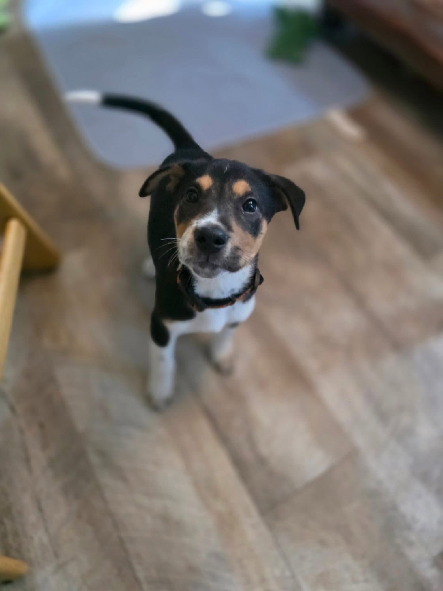 Bob - Terrier