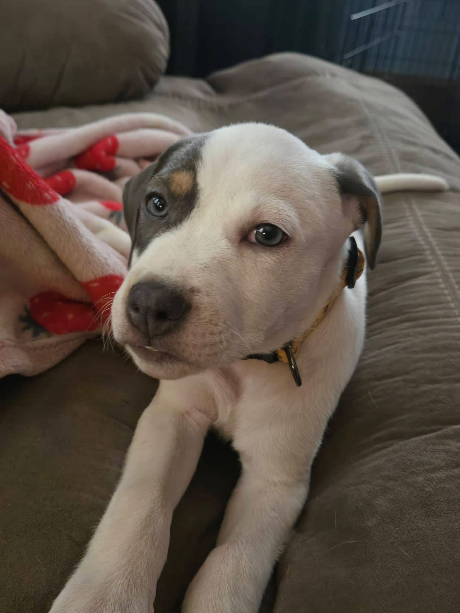 Jester - Terrier