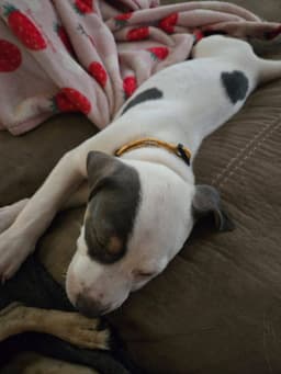 Jester image 2
