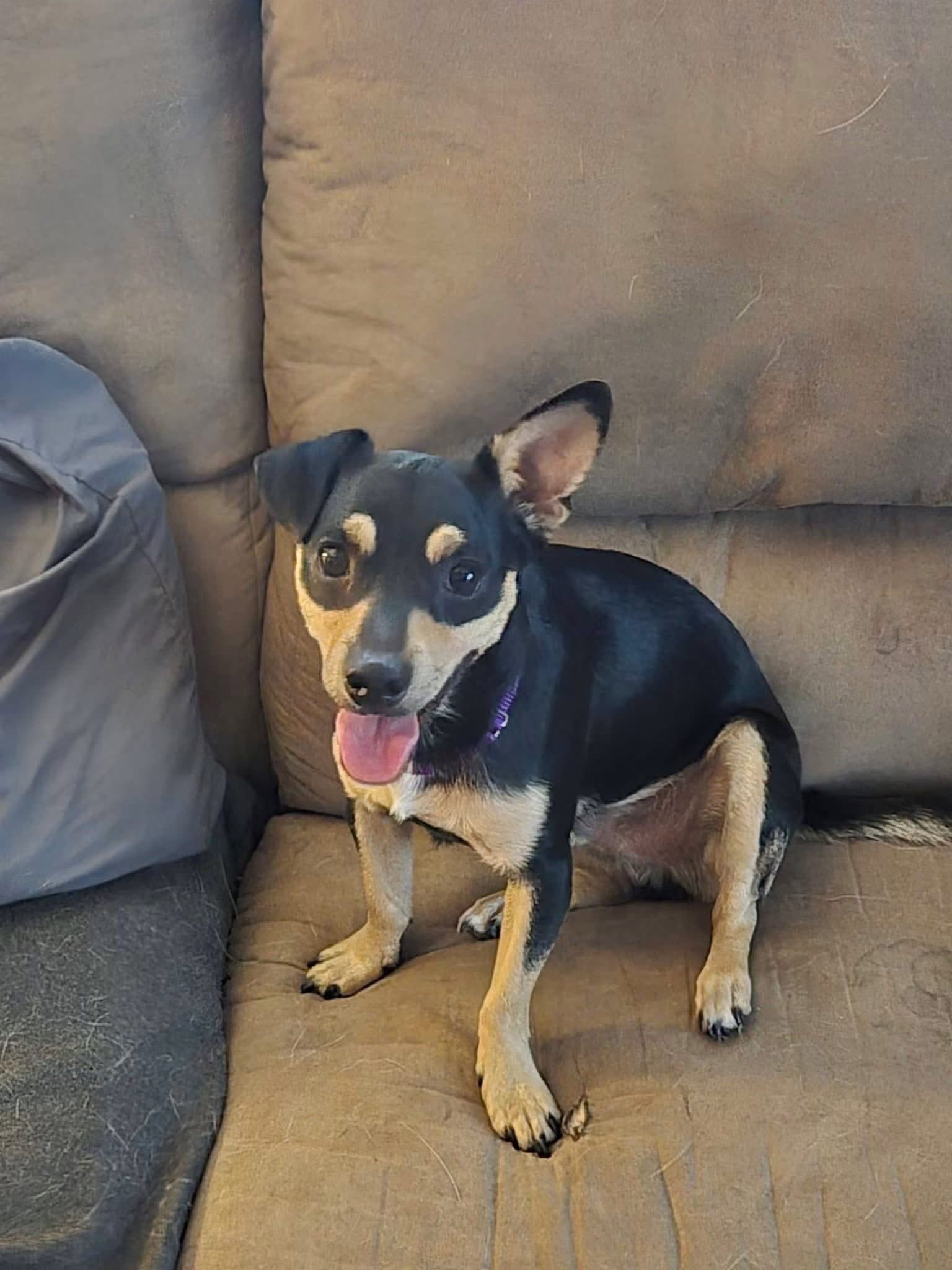 Bo - Chihuahua