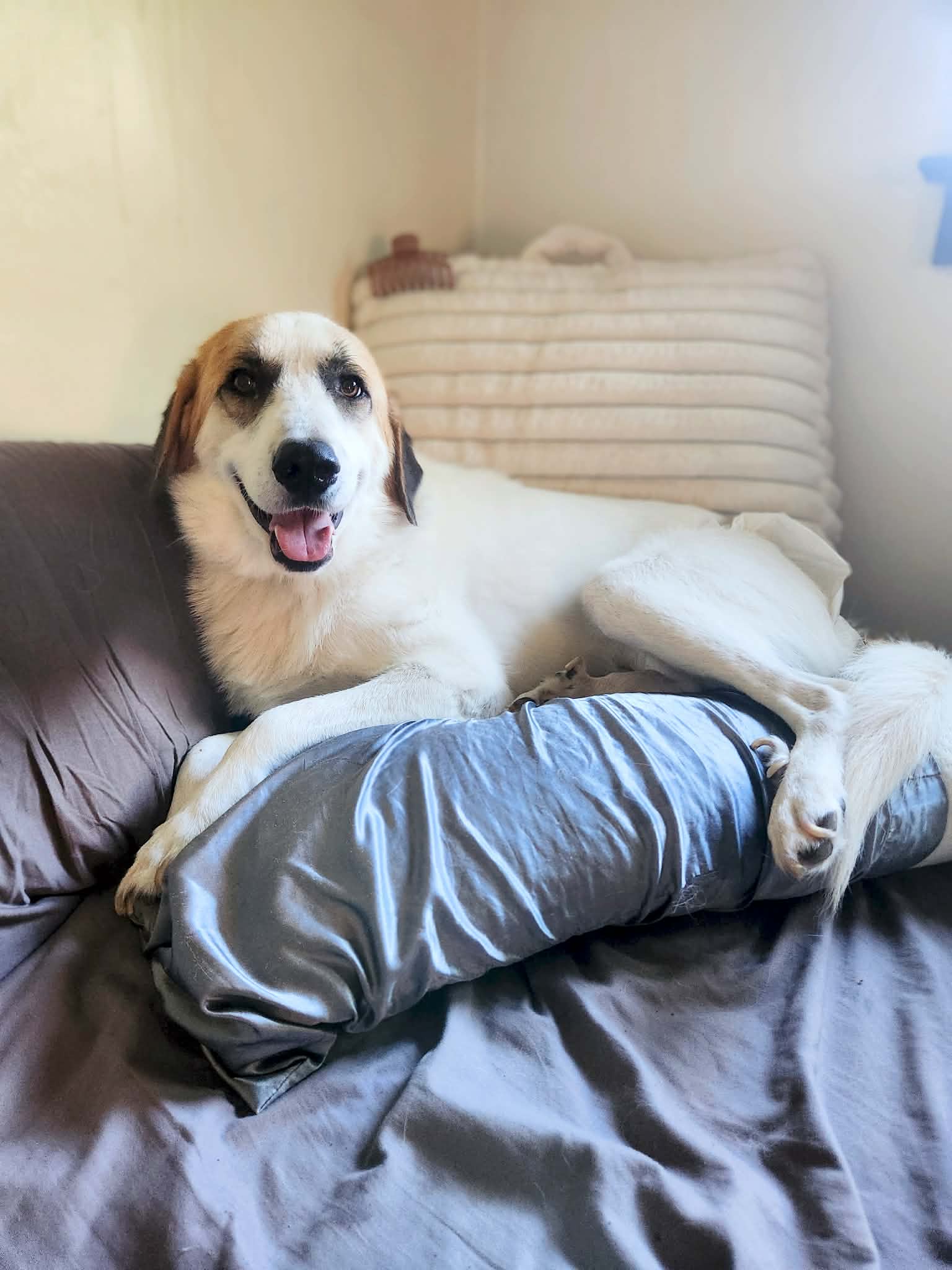 Big John - Great Pyrenees