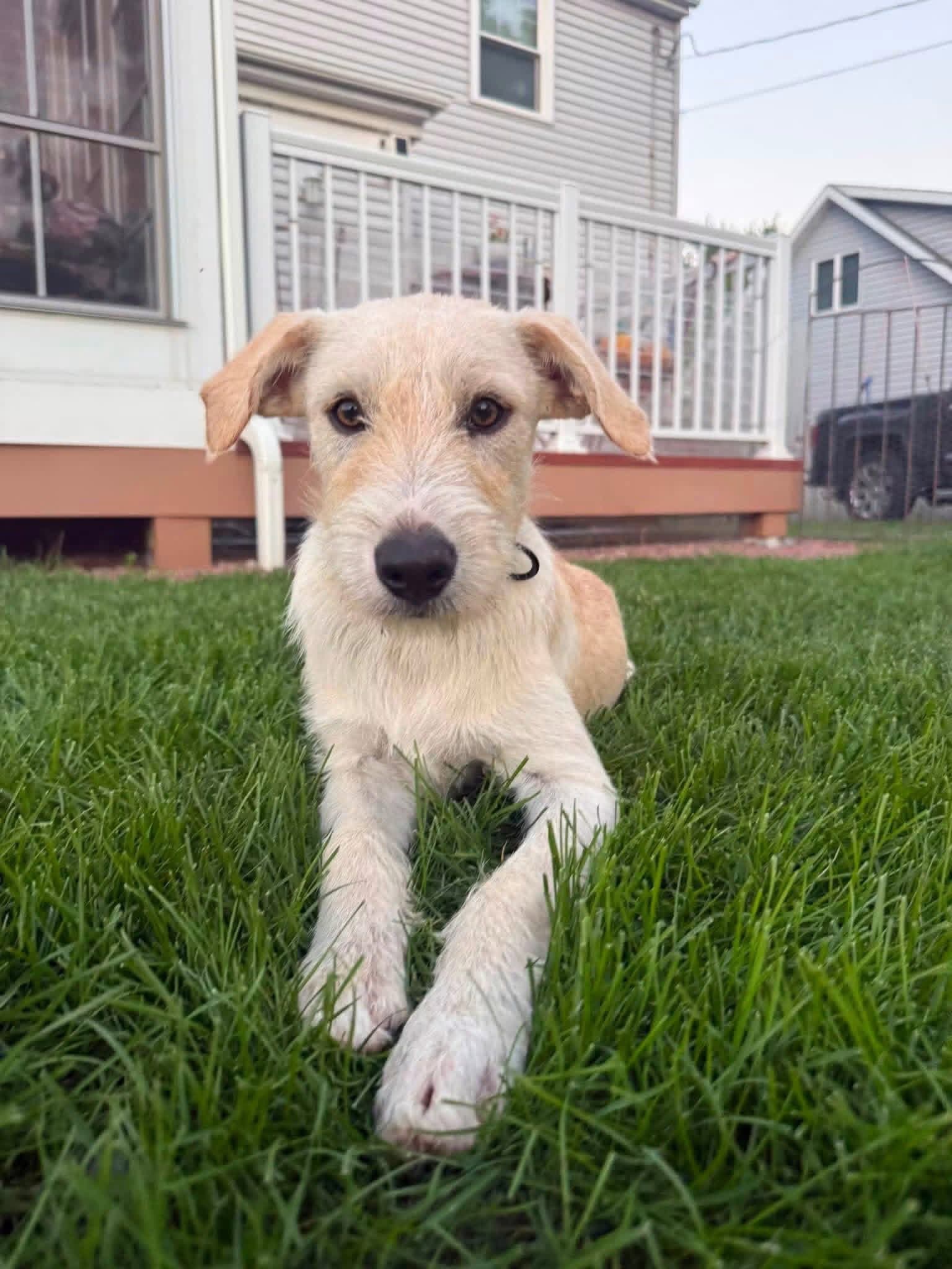 Joker - Terrier