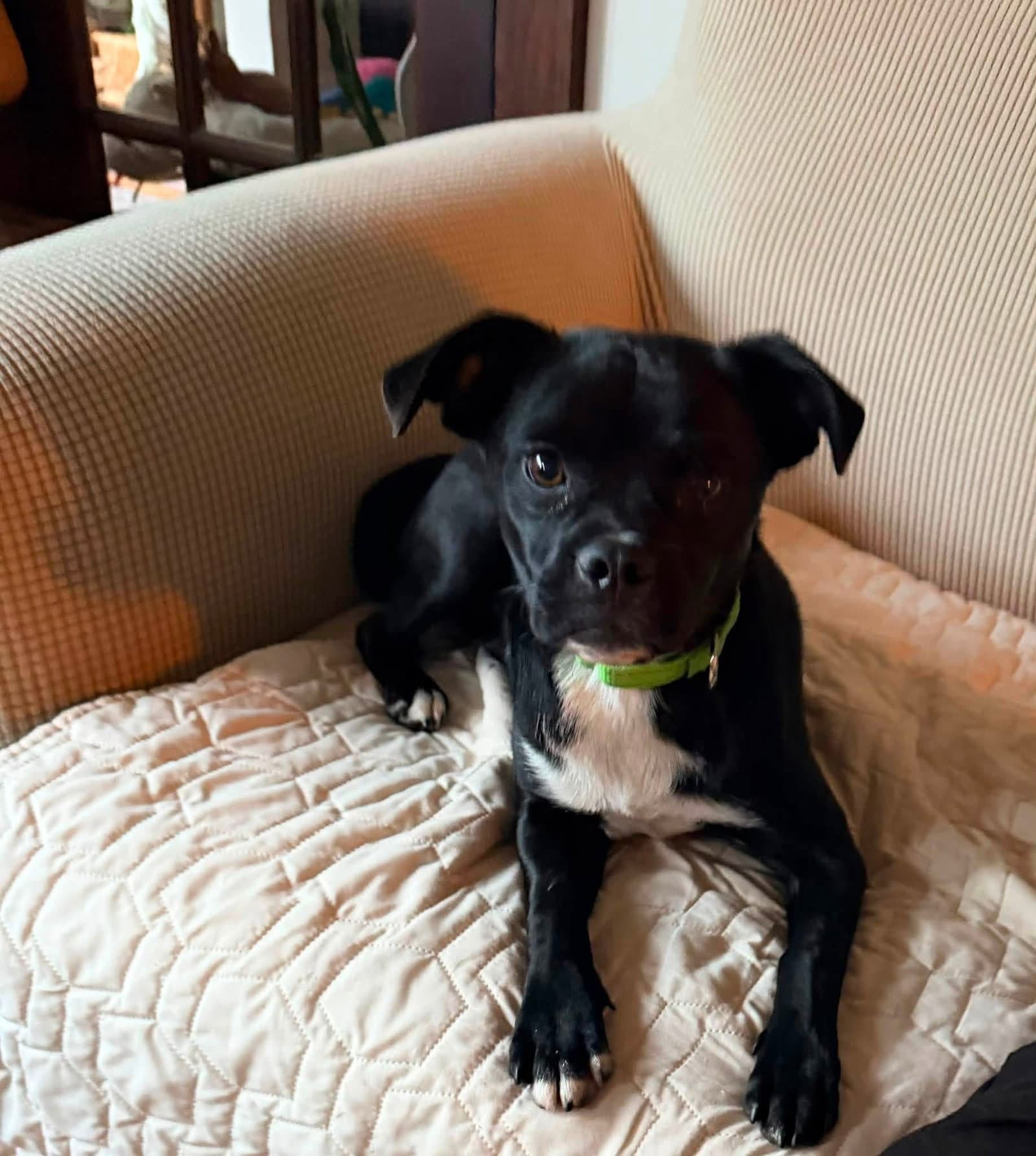 Travis - Pug