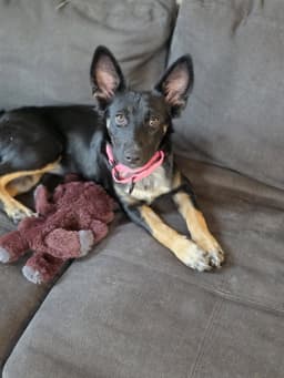 Izzy image 1