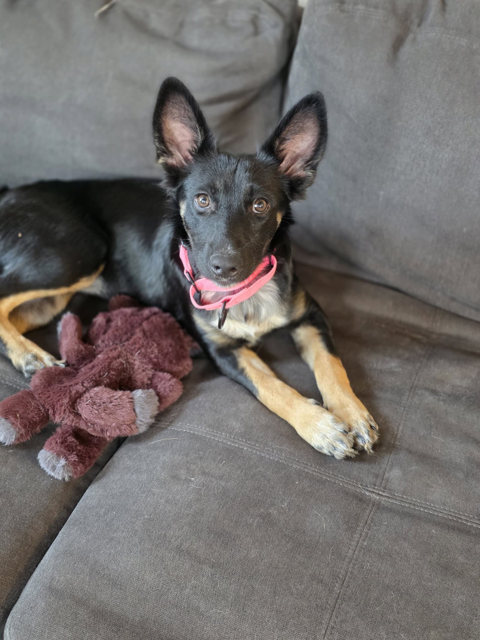 Izzy - Border Collie