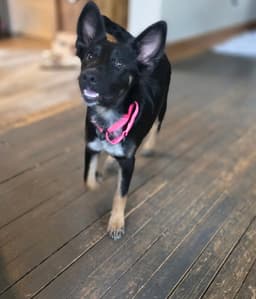 Izzy image 2