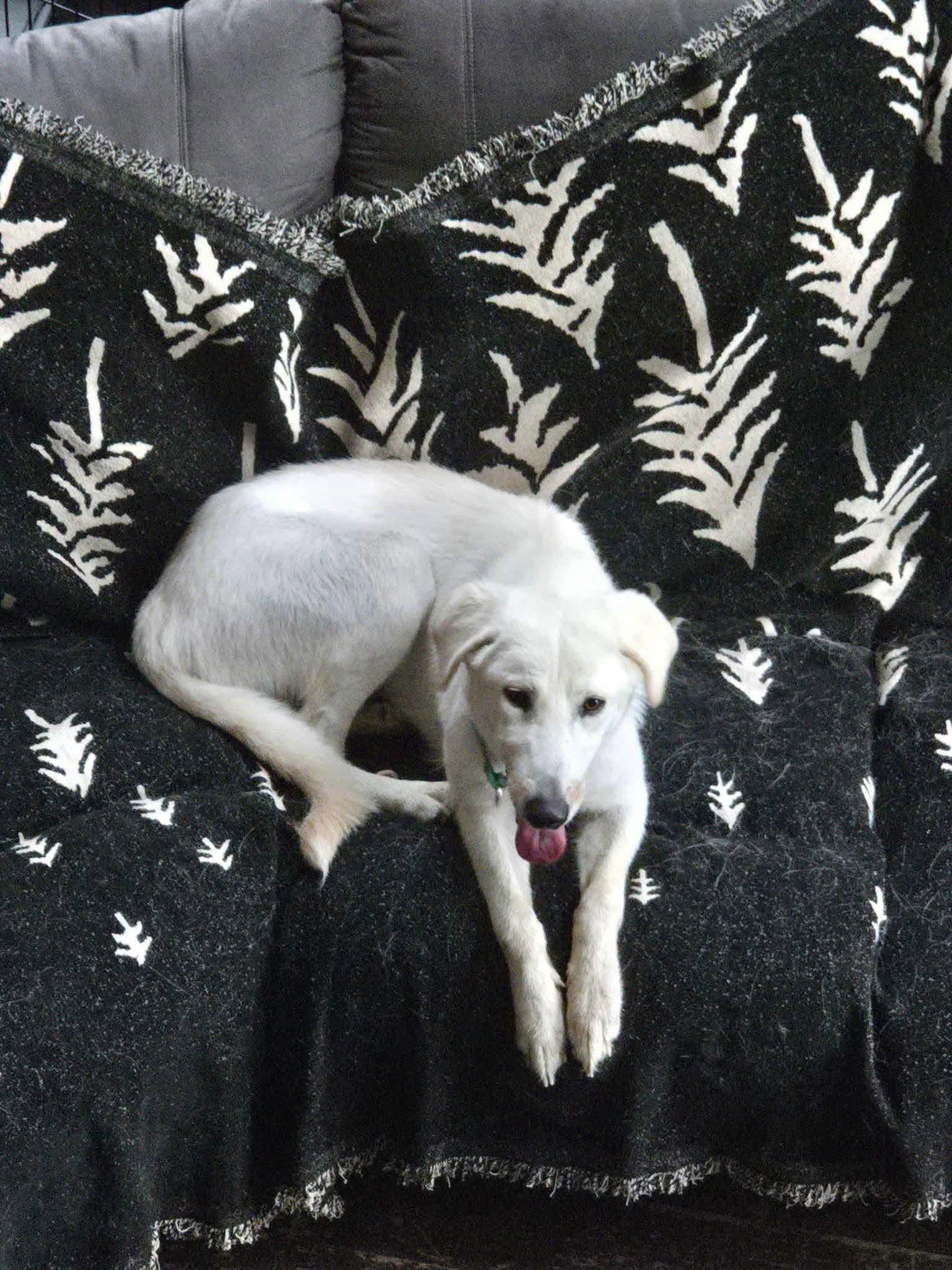 Jeff - Labrador Retriever