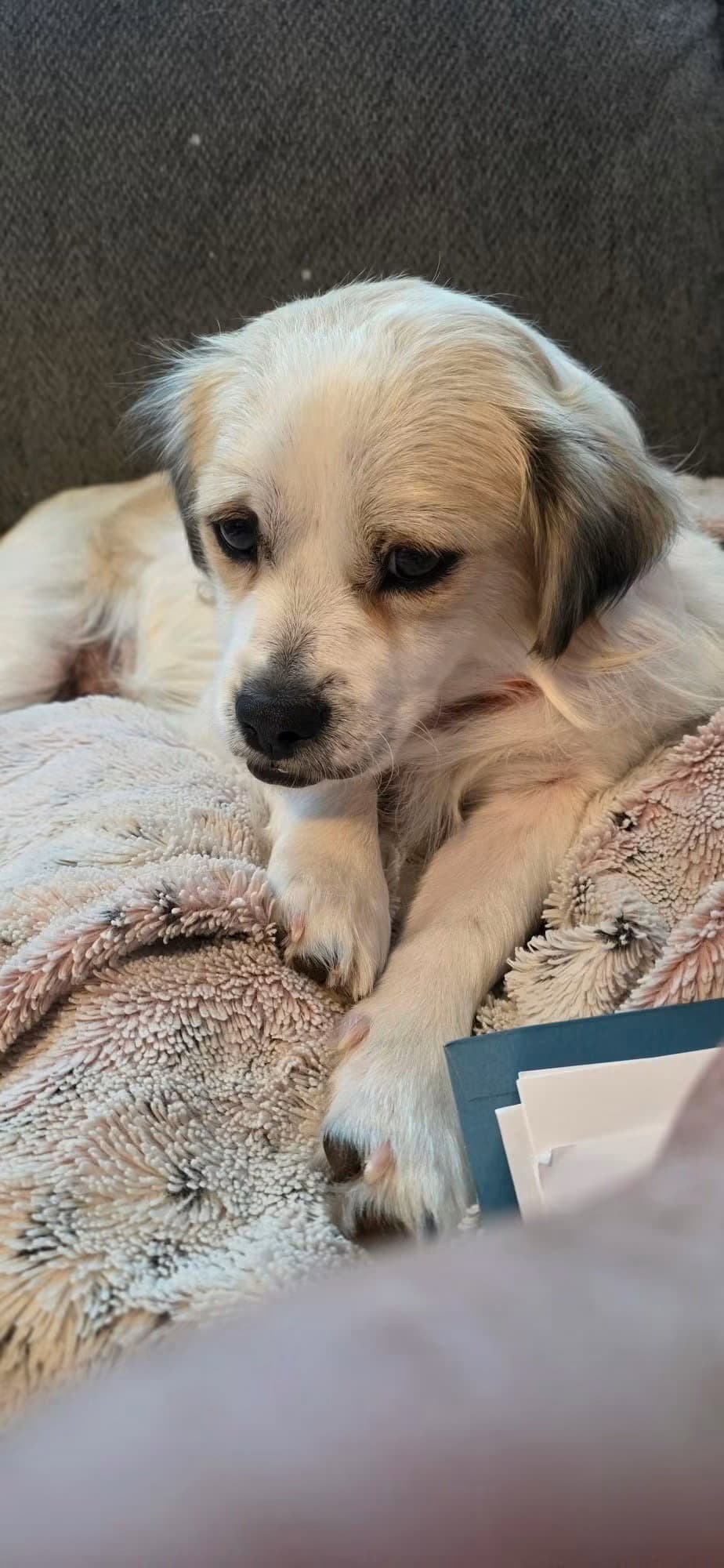 Teddy - Terrier