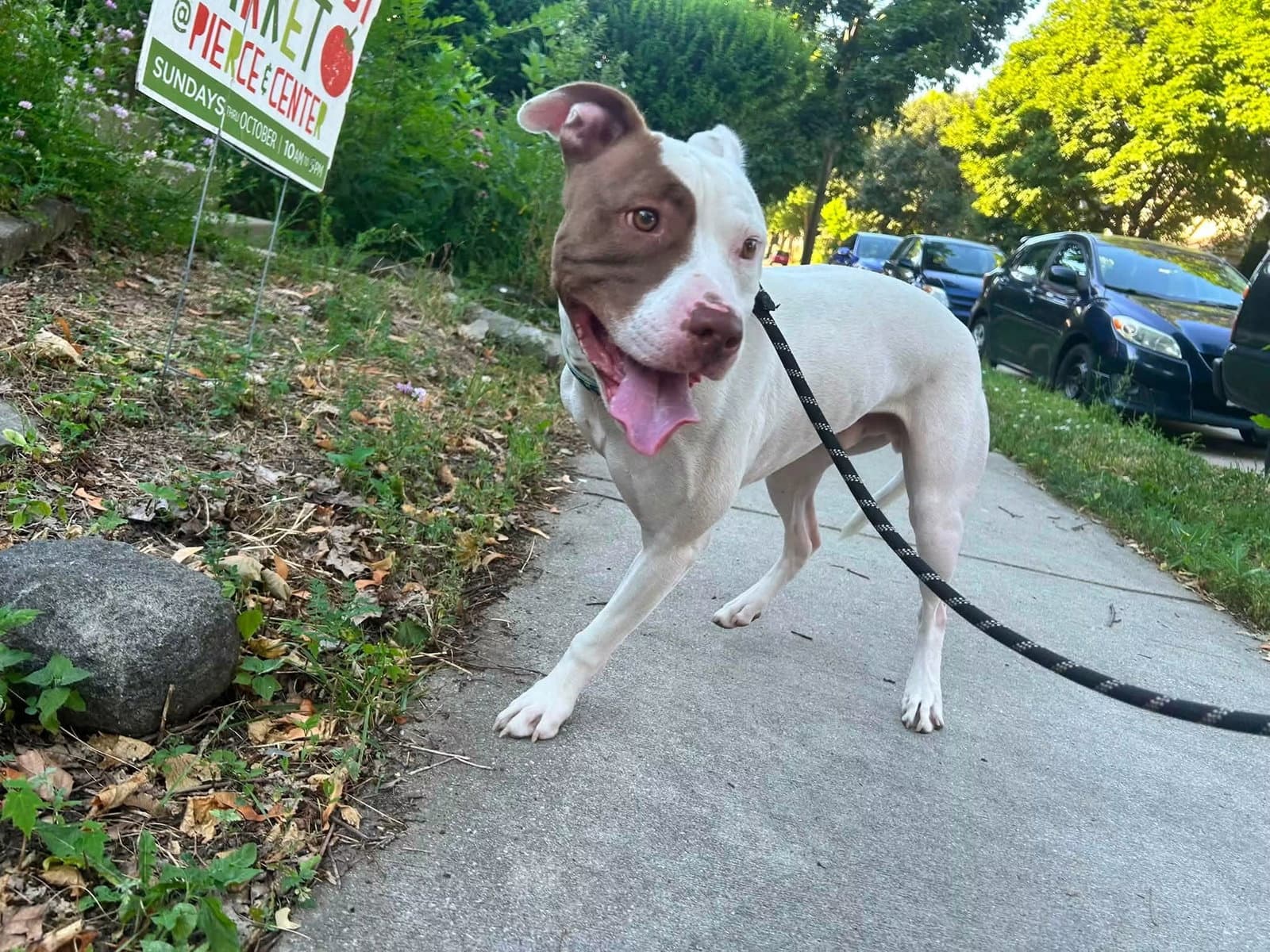 Rigsby - Pit Bull Terrier