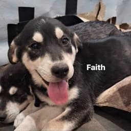 Faith image 1