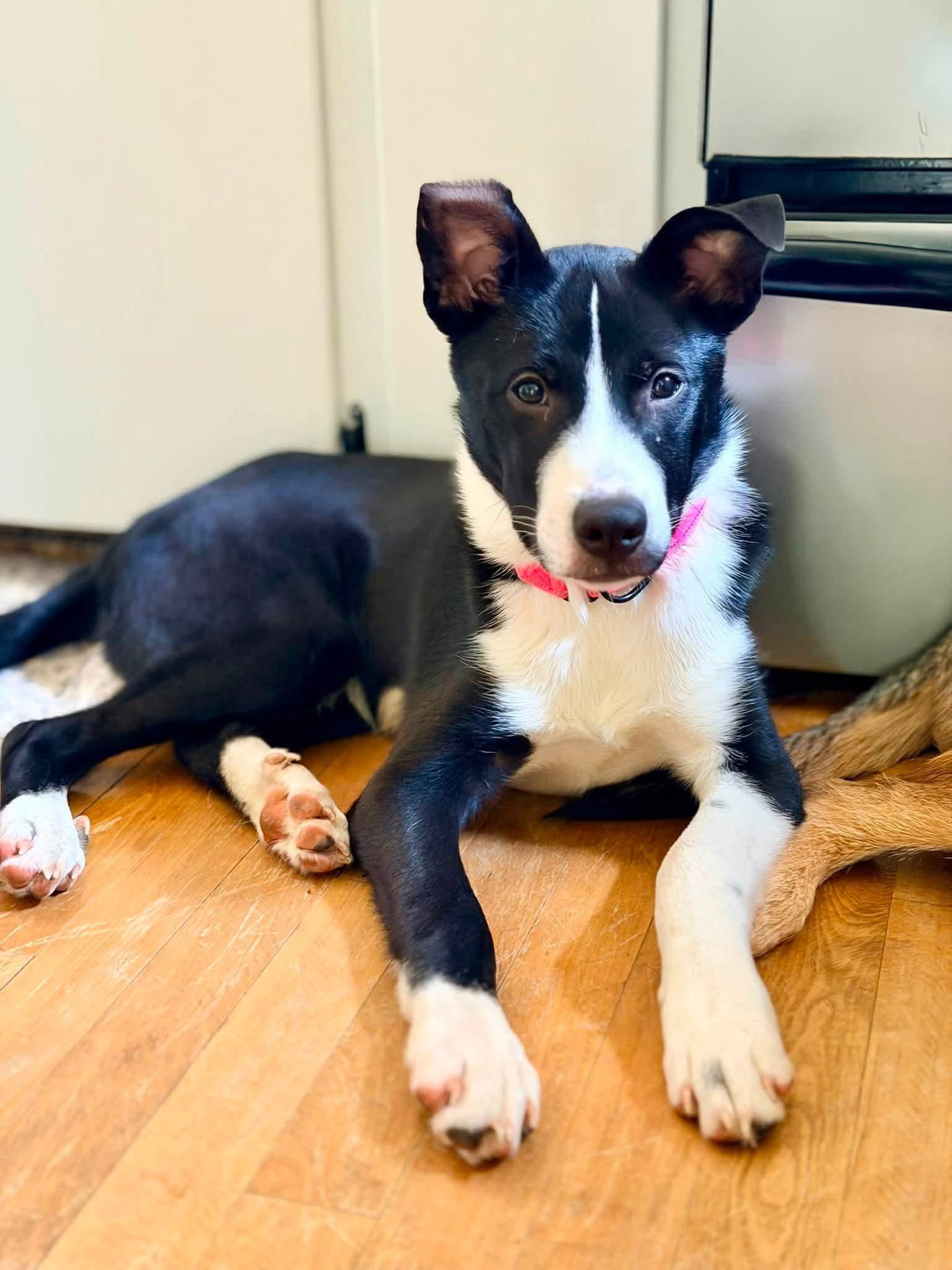 Boochie - Terrier