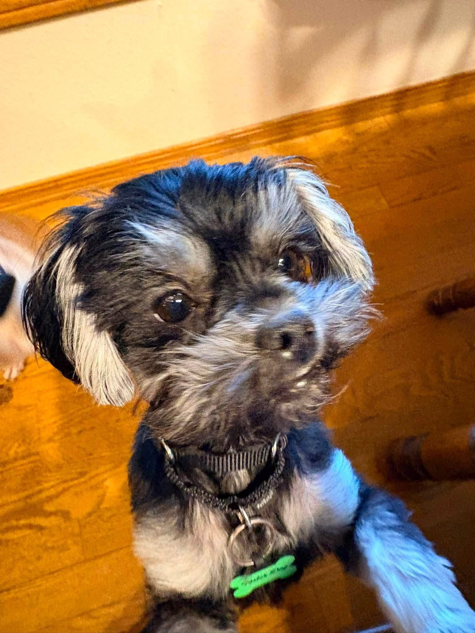 Elvie - Shih Tzu