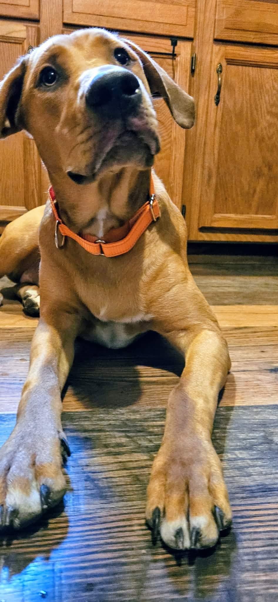 Pilsner - Mountain Cur