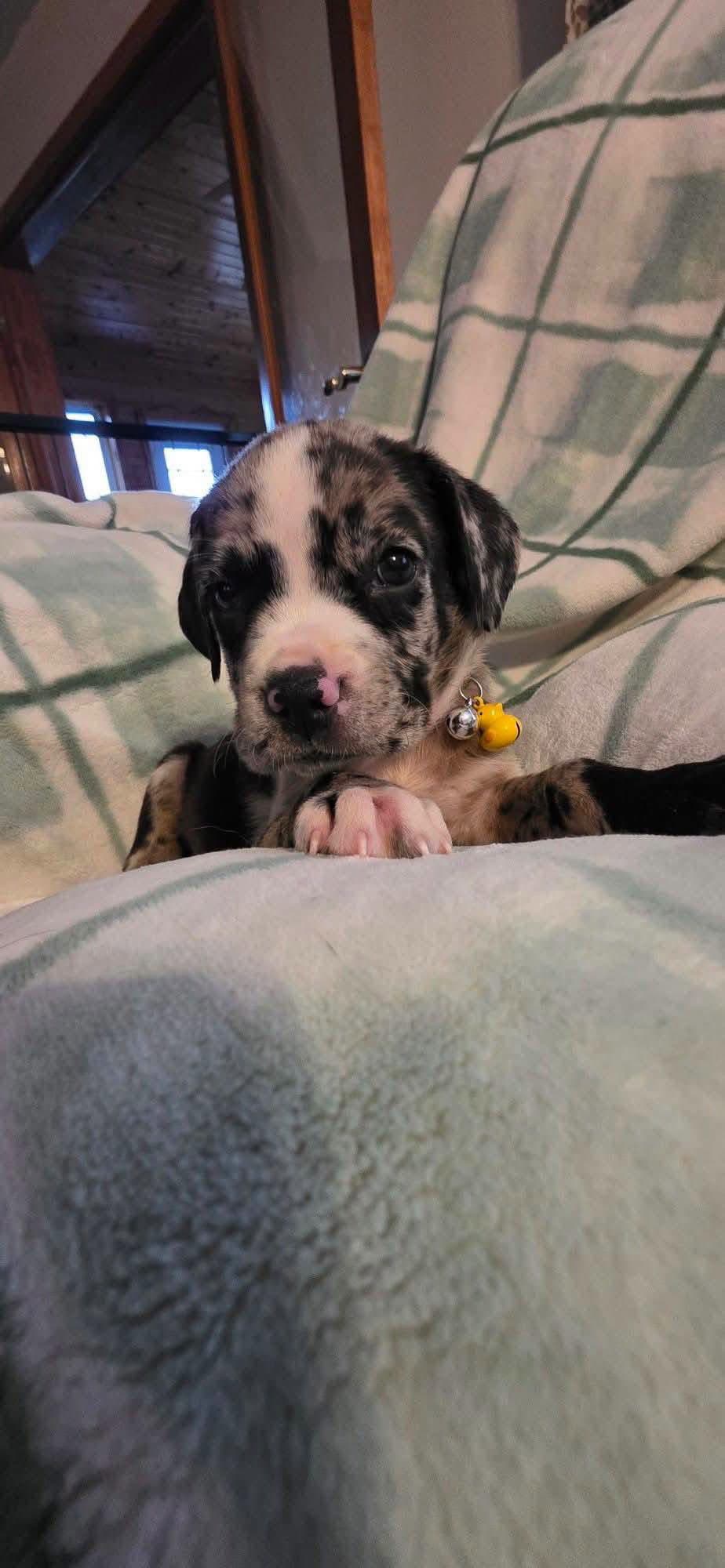 Gus - Black Mouth Cur