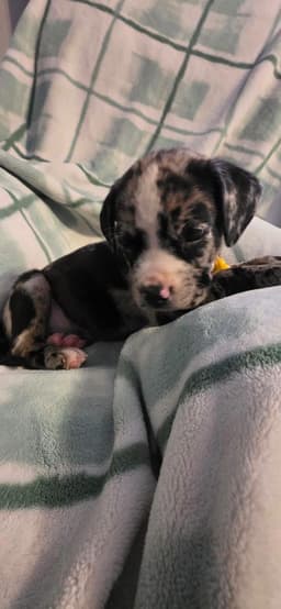 Gus image 3