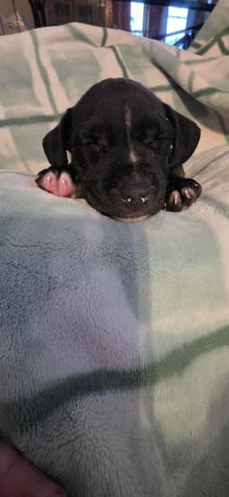 Gabby image 2