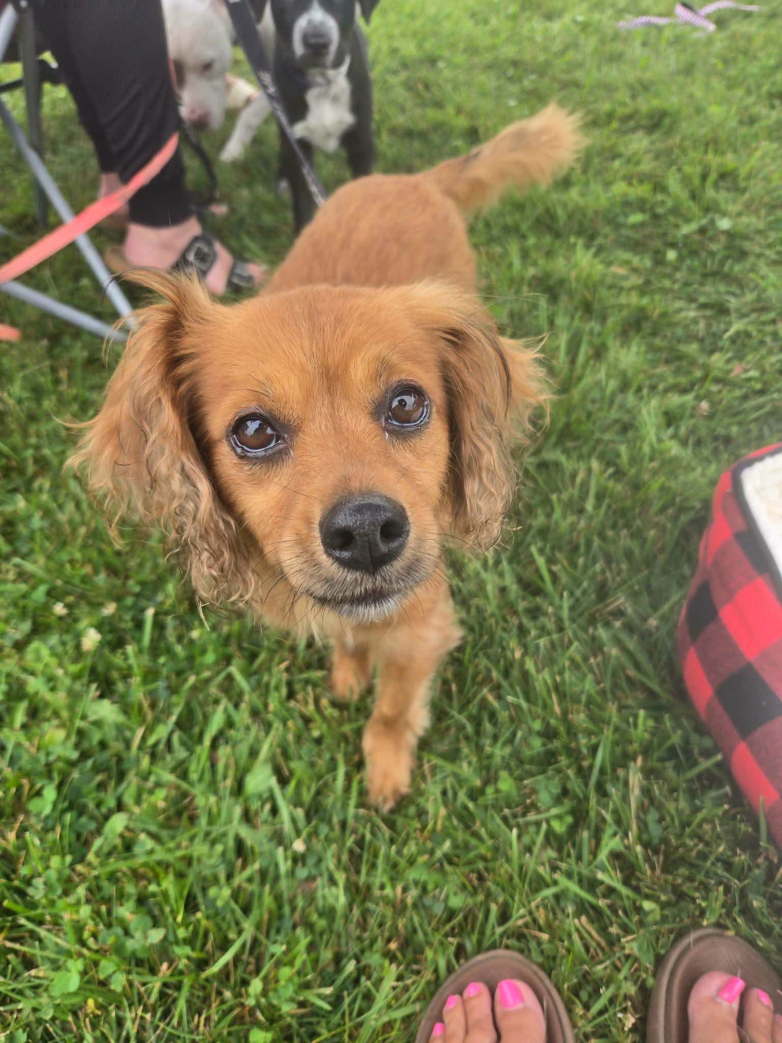 Sassy - Chihuahua