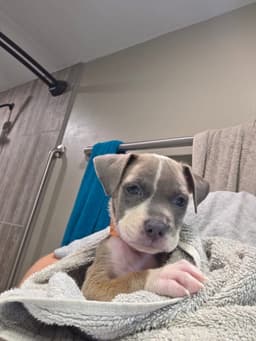 Gracie image 2