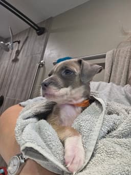 Gracie image 3